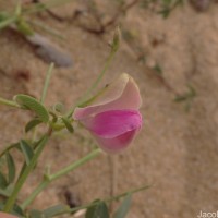 Tephrosia maxima (L.) Pers.